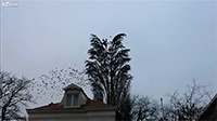 ptice-drvo